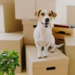 Everything you need to know while moving with your pet