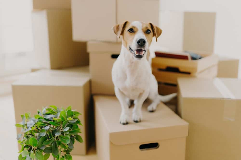Everything you need to know while moving with your pet